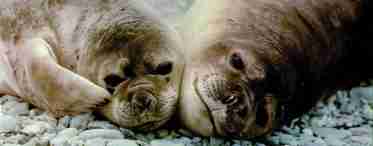 Смугастий тюлень - чудове створення природи: фото, опис, де водиться