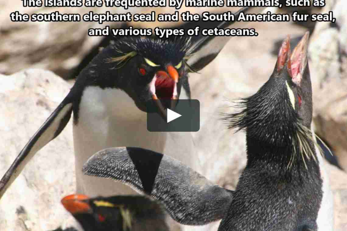 Золотоволосий пінгвін - найпривабливіший представник свого сімейства