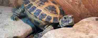 Про те, як спарюються черепахи сухопутні і червоноухі