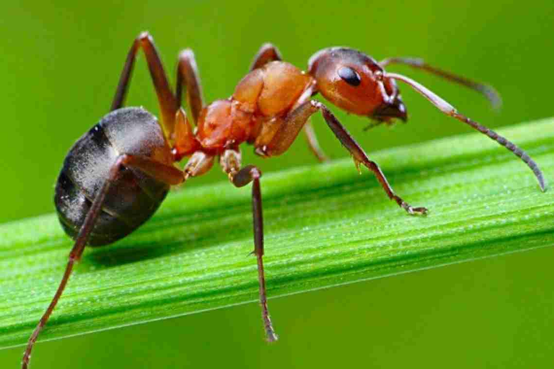 Лісові мурахи: види, опис, корисні властивості та шкода