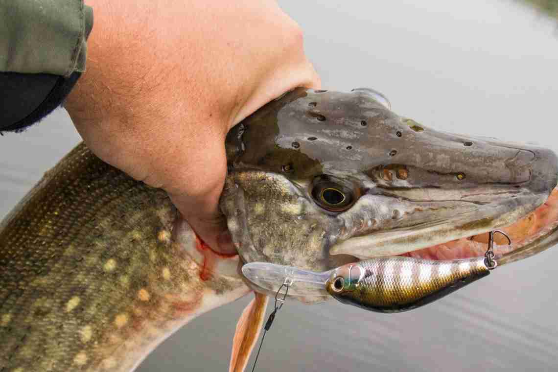 Яка риба водиться в річці Тезу: відпочинок, риболовля та відгуки