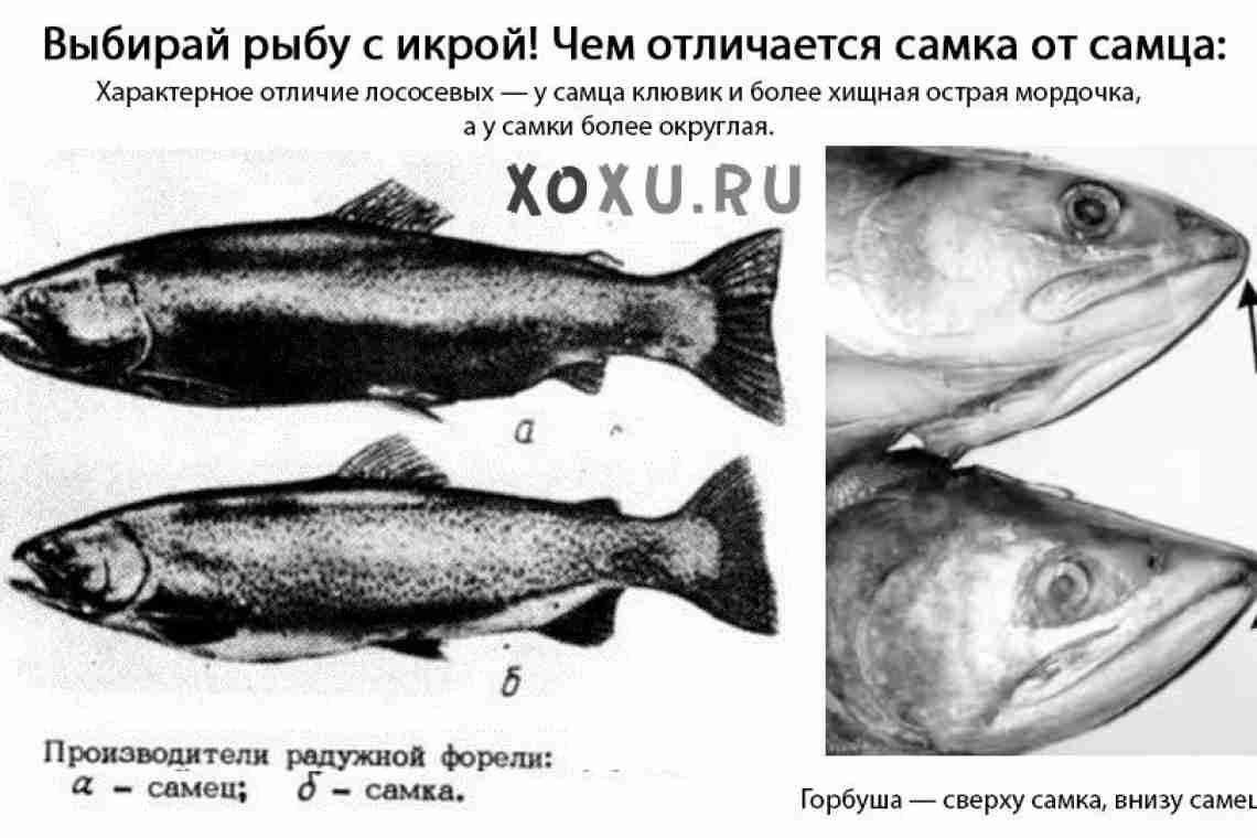 Промислова риба - горбуша. Дізнаємося як відрізнити самку від самця