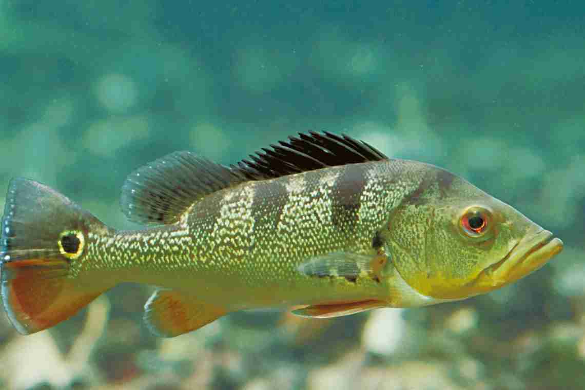 Риба бірюк - донський єрш-носар