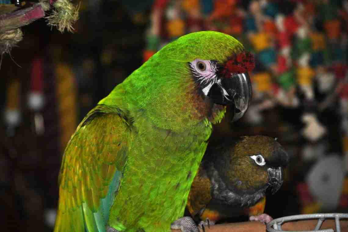 Різновиди папуг: фото, назви. Як правильно визначити вигляд папуги?