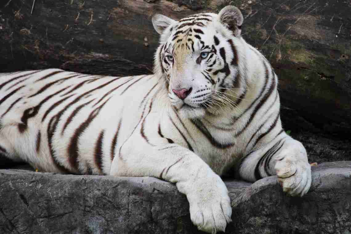 Бенгальський білий тигр, дивовижний і прекрасний
