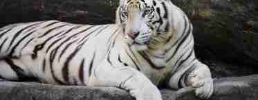 Бенгальський білий тигр, дивовижний і прекрасний