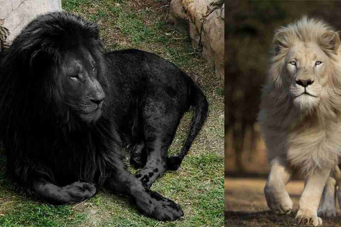 Чи існує чорний лев у природі?
