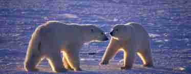 Дізнаємося чим харчуються тварини Арктики? Які тварини живуть в Арктиці?