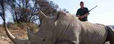 Ріг носорога - причина його винищення