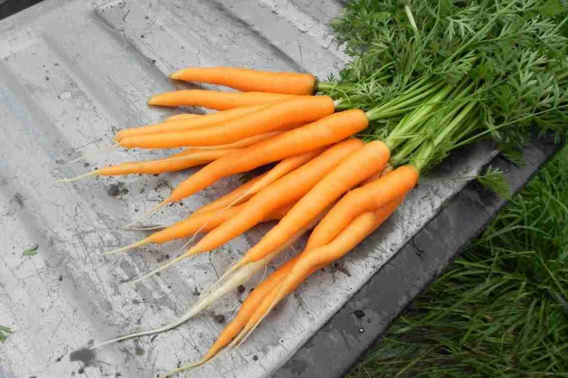 Чи можна мамі, що годує, моркву?