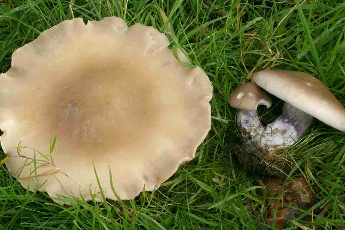 Як виглядає гриб синеножка, і що з нього можна приготувати?