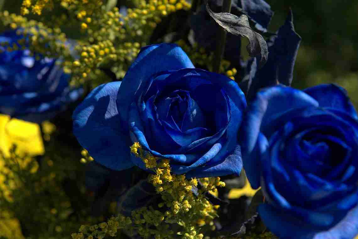 Блакитні троянди