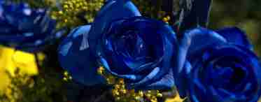 Блакитні троянди