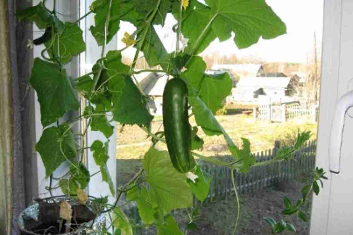 Як виростити огірки вдома