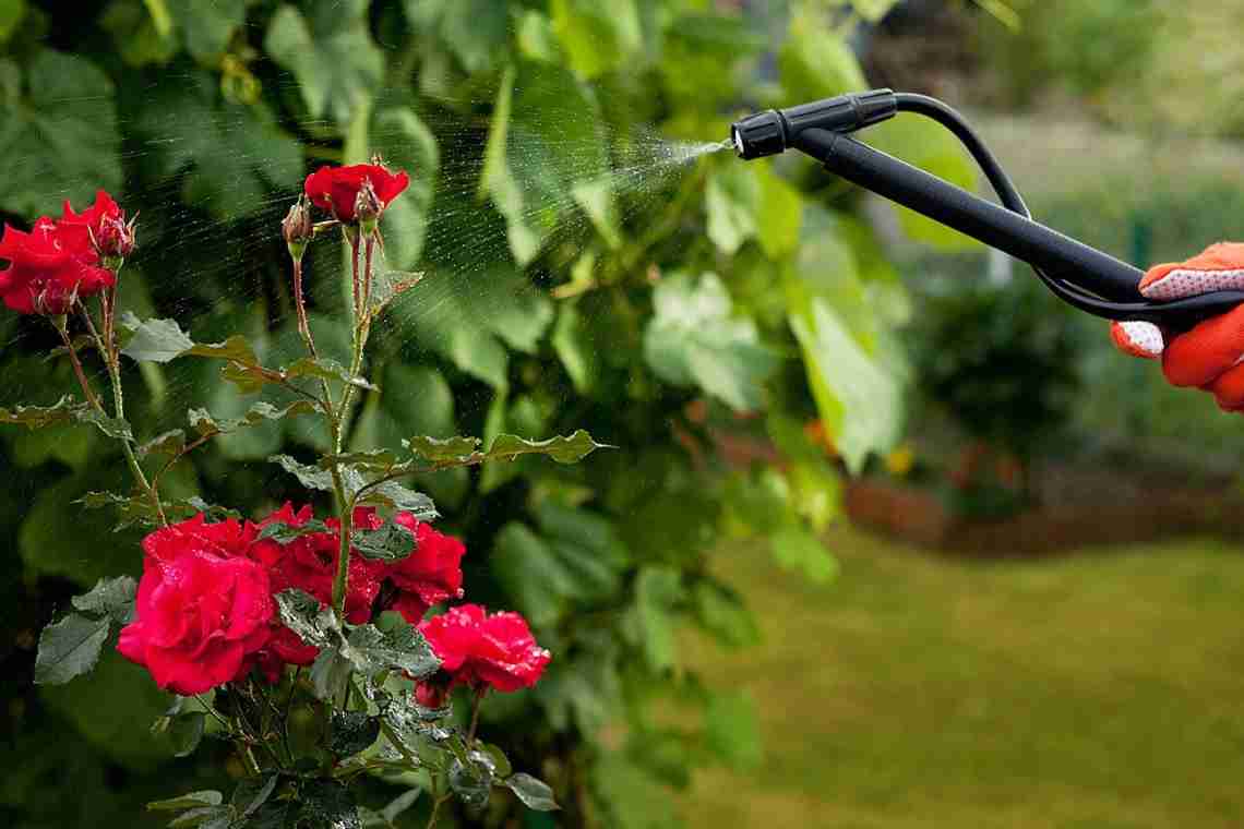 Троянди садові: догляд і вирощування