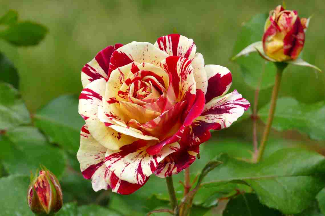 Роза Осірія