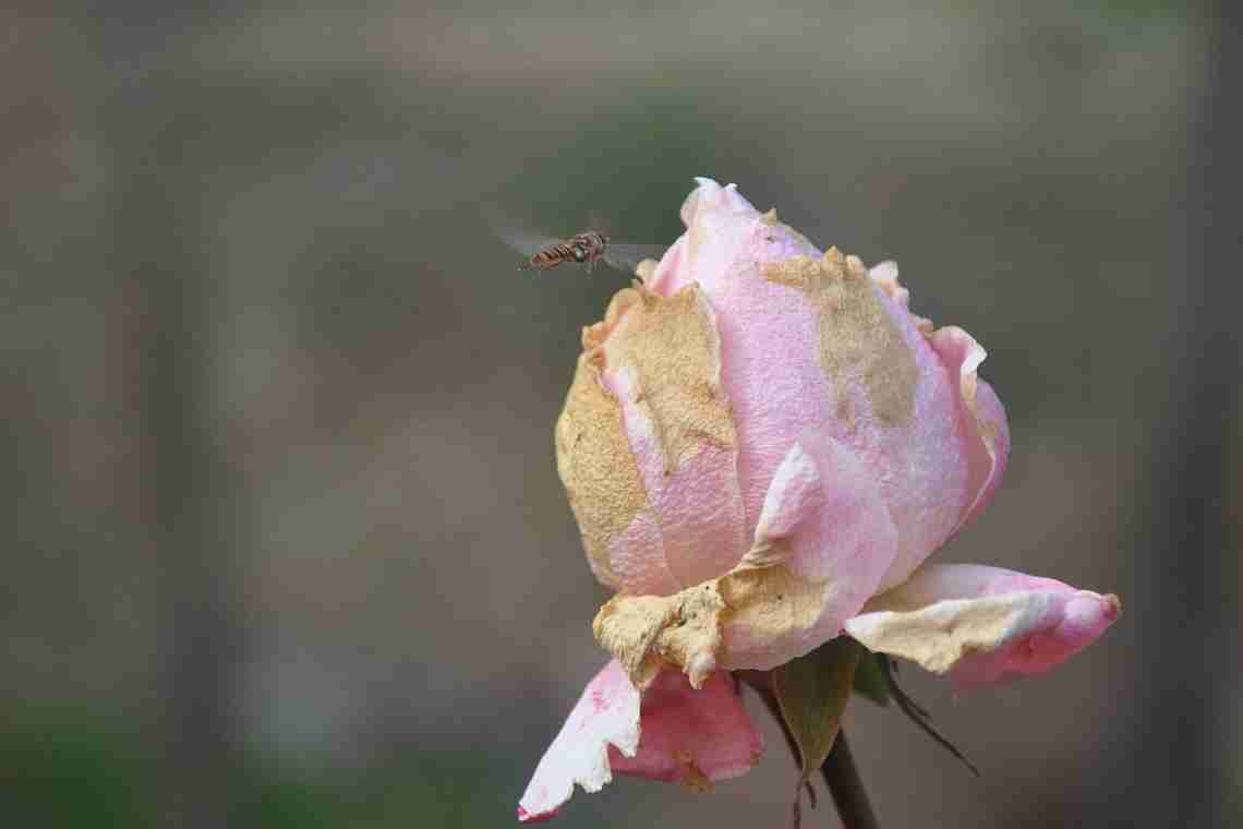 Чому у троянди сохнуть бутони не розпустившись