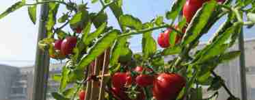 Вирощування томатів у домашніх умовах