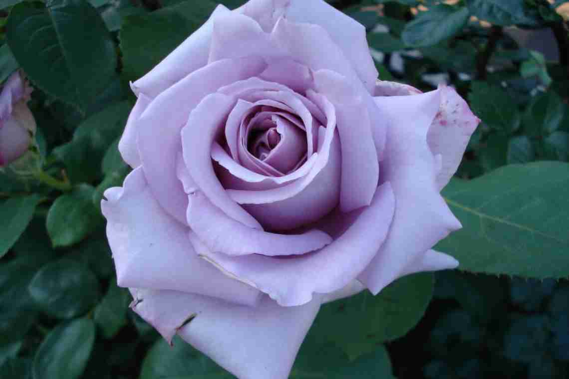 Роза Blue