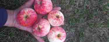 Яблуня Рожевий Налив