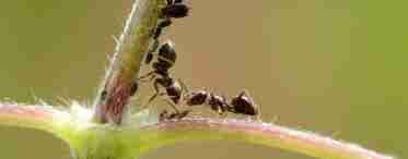 Нашатир від мурашок на городі
