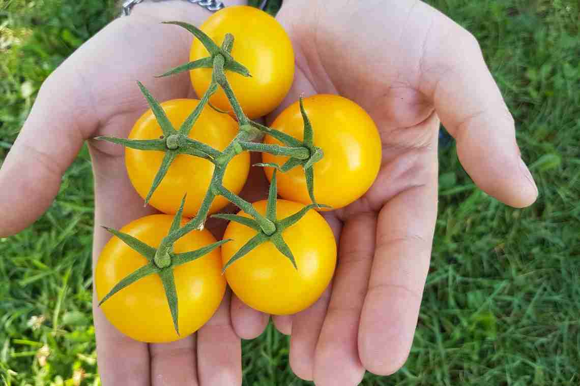 Жовті помідори