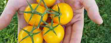 Жовті помідори