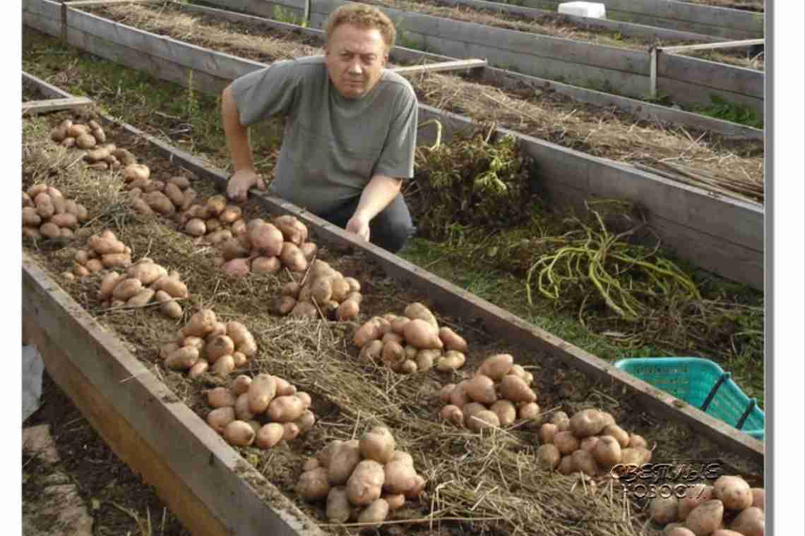 Посадка картоплі в гряди