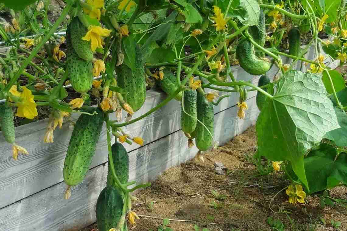 Огірки у відрі: вирощування