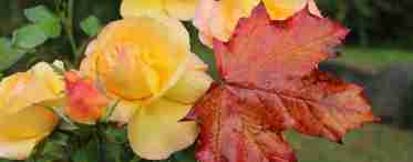 Чому в троянди жовтіє листя