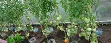 Чи можна садити огірки після томатів
