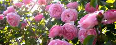 Плетисті троянди: догляд і вирощування