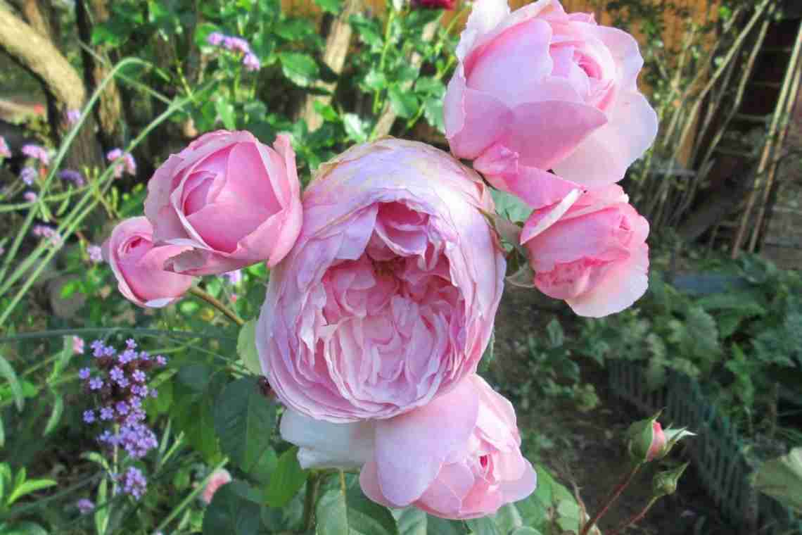 Роза Олывия роуз
