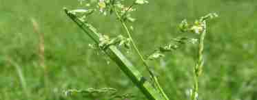 Мятлик луговой обычный: описание растения