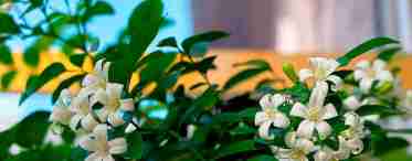 Домашний жасмин: уход и выращивание из семян.