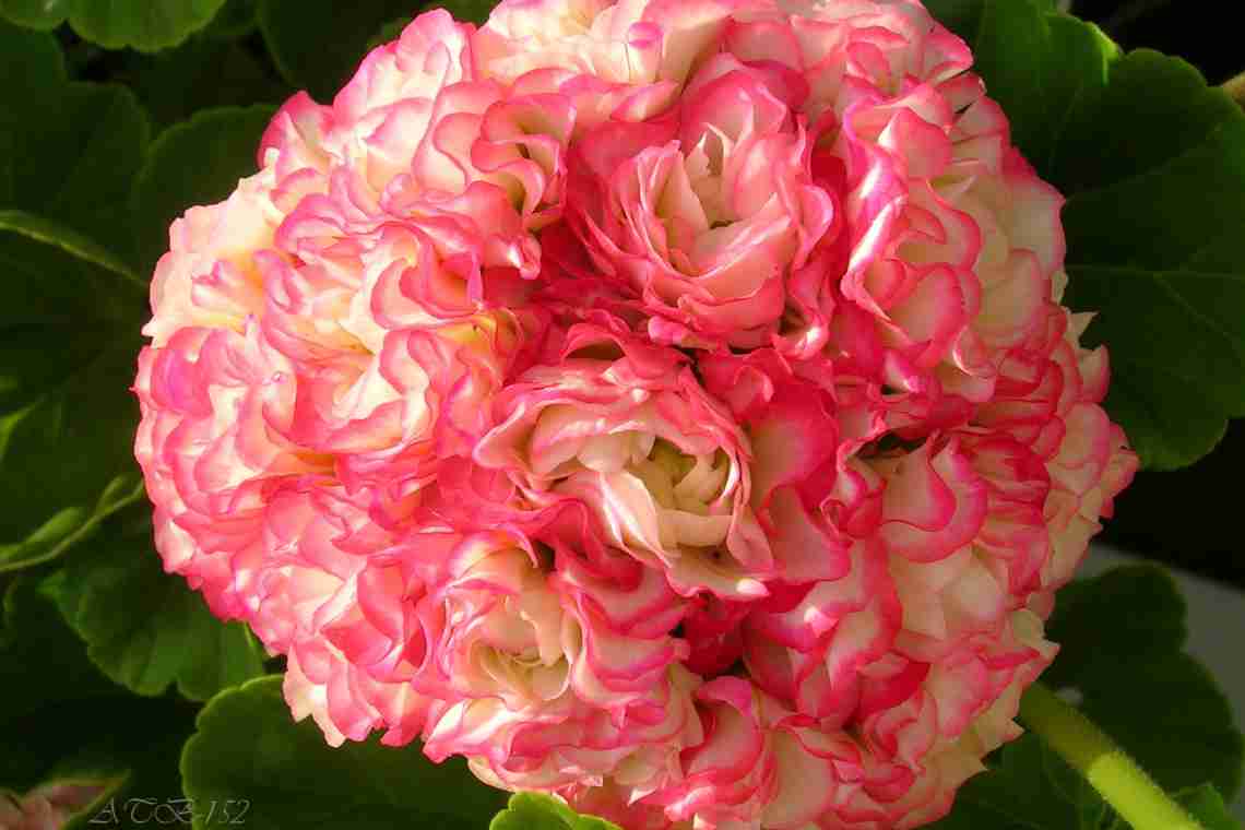Пеларгония Apple Blossom Rosebud