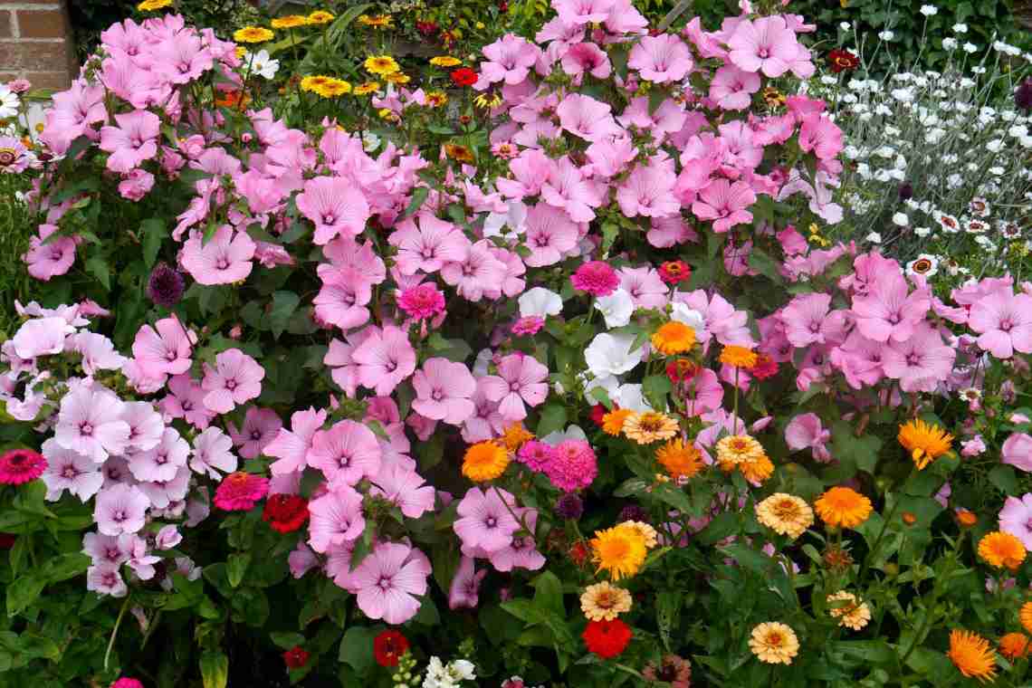 Однолетние цветы для сада: описание, сорта, особенности выращивания.
