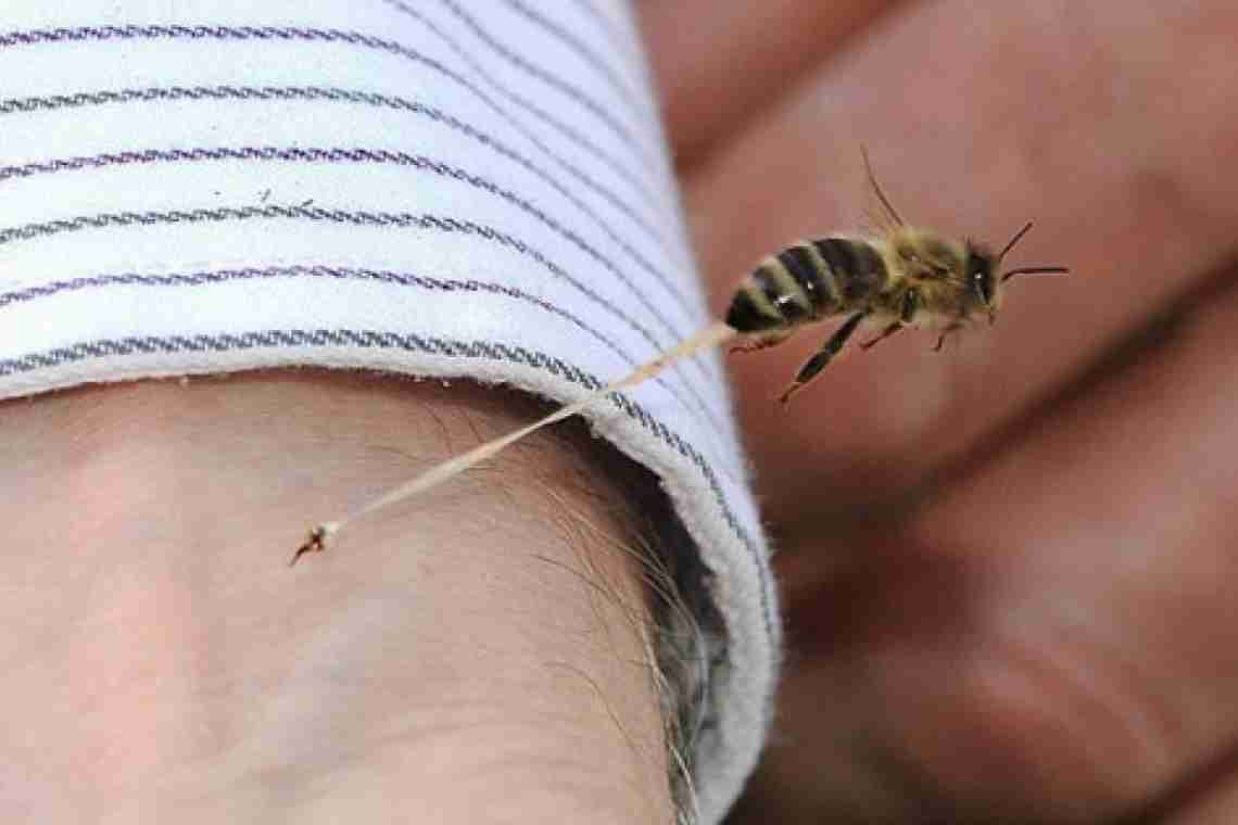 Чем полезен укус пчелы
