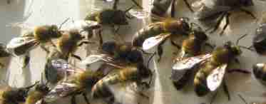 Бджолы сидят на прилетной доске и ничего не делают.