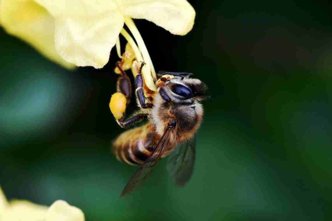 Бджела листорез