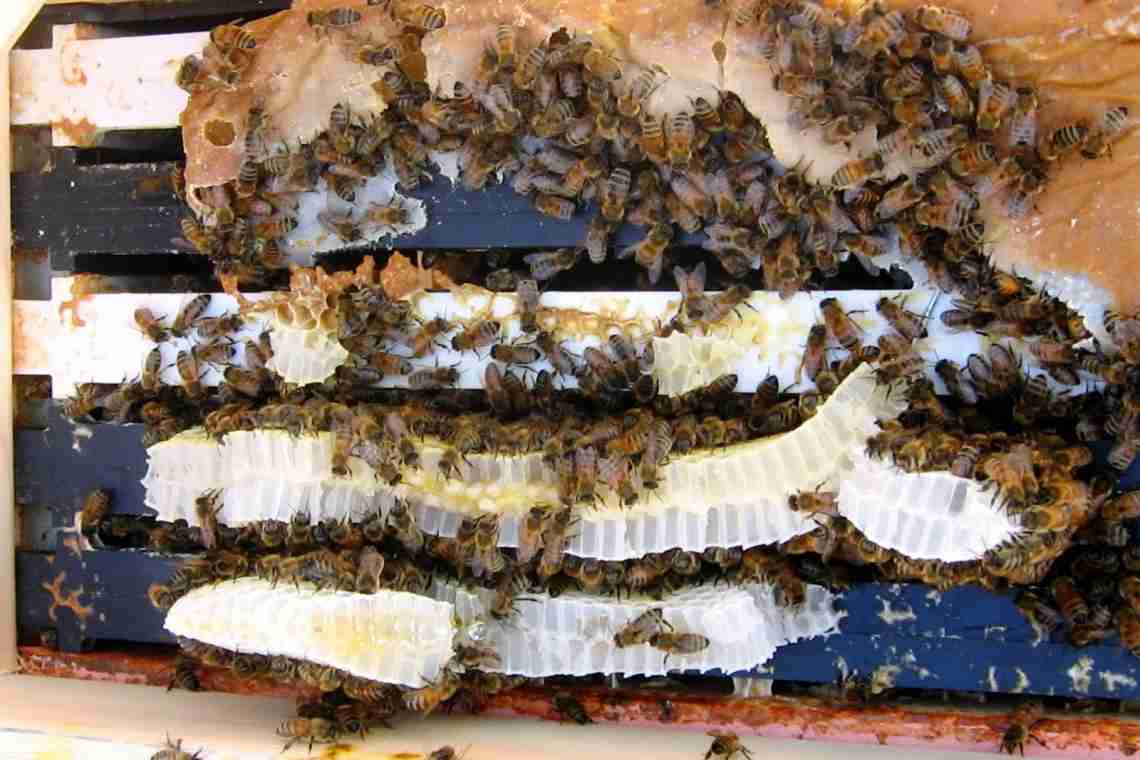 Подкормка пчел в августе сиропом.