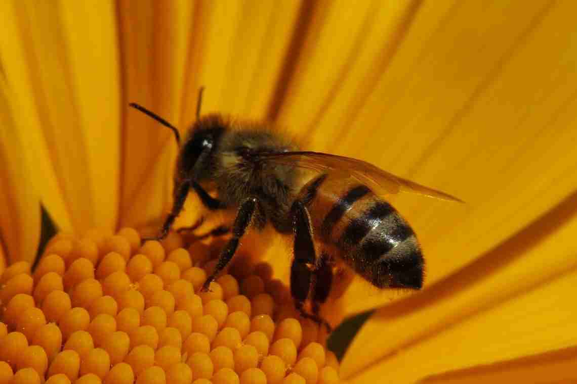 Болезни бджел