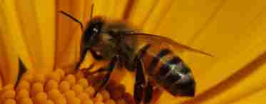 Болезни бджел