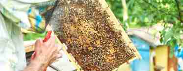 Лозеваль - инструкция по применению для пчел.