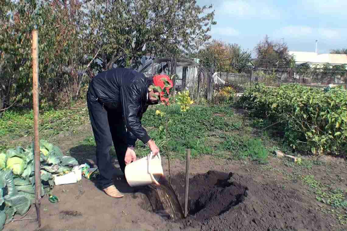 Как правильно посадить вишню весной в Сибири.