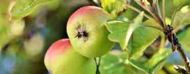 Почему яблоня сбрасывает плоды до их созревания.