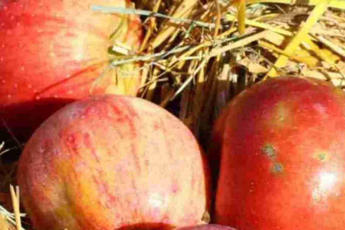 Як зберігати яблука в домашніх умовах