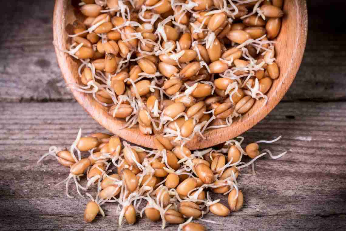 Як правильно пророщувати і вживати пшеницю