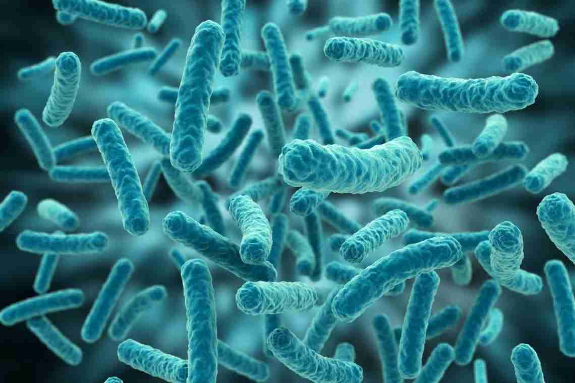Яке значення оцтових бактерій