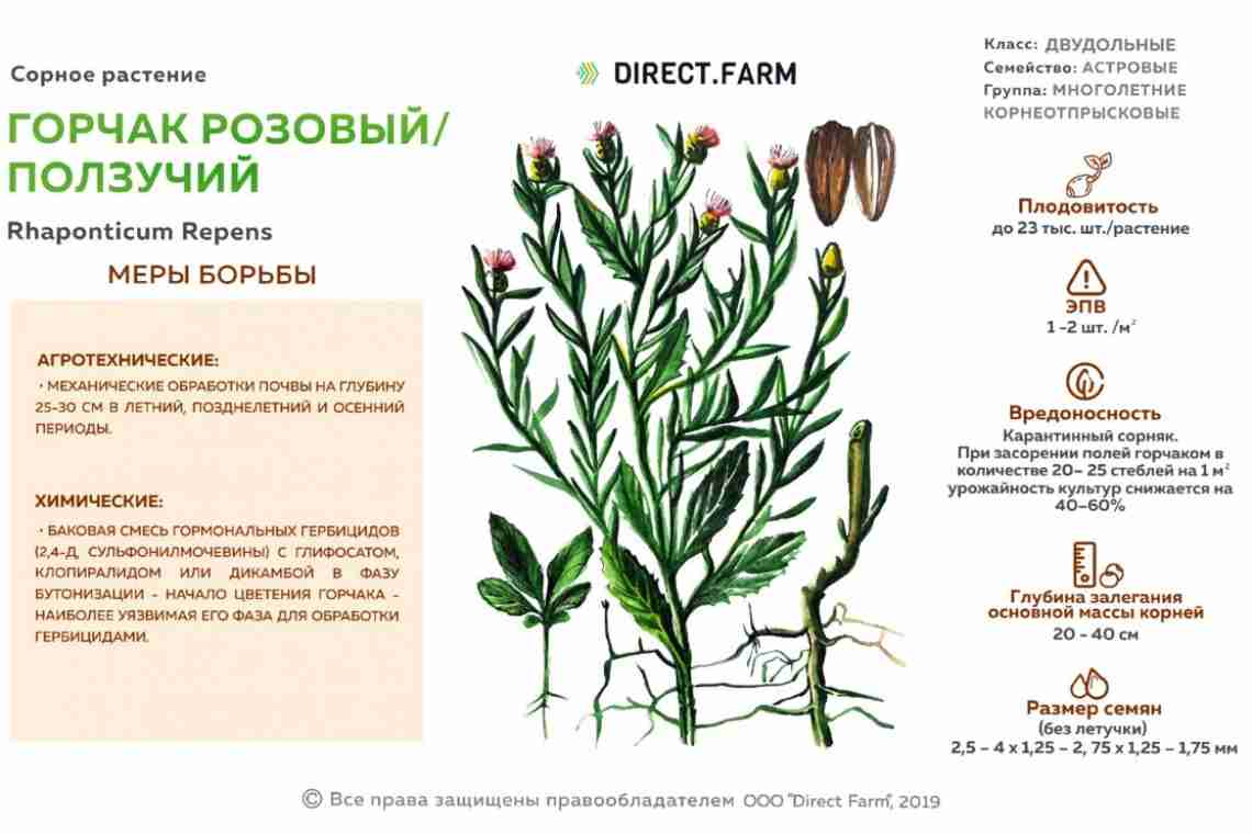 Сорные травы: список, описание, как называются